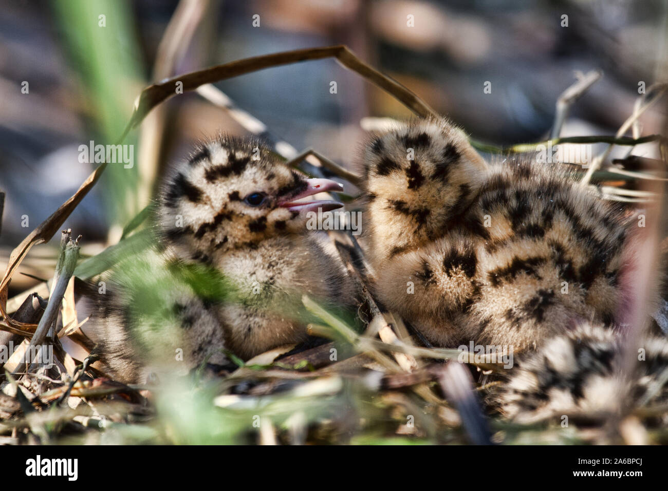 Very cute furry spotted baby birds in a nest, seagulls children (Black-headed gull). Photographing with a telephoto lens through the reeds as if ornit Stock Photo