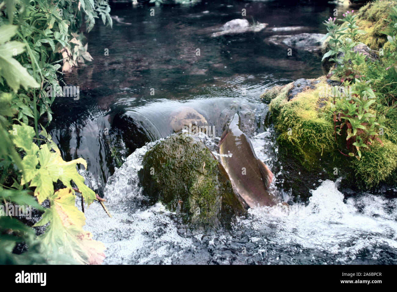 Autumn On Spawning Rivers Spawning Run Humpback Salmon Male Burst