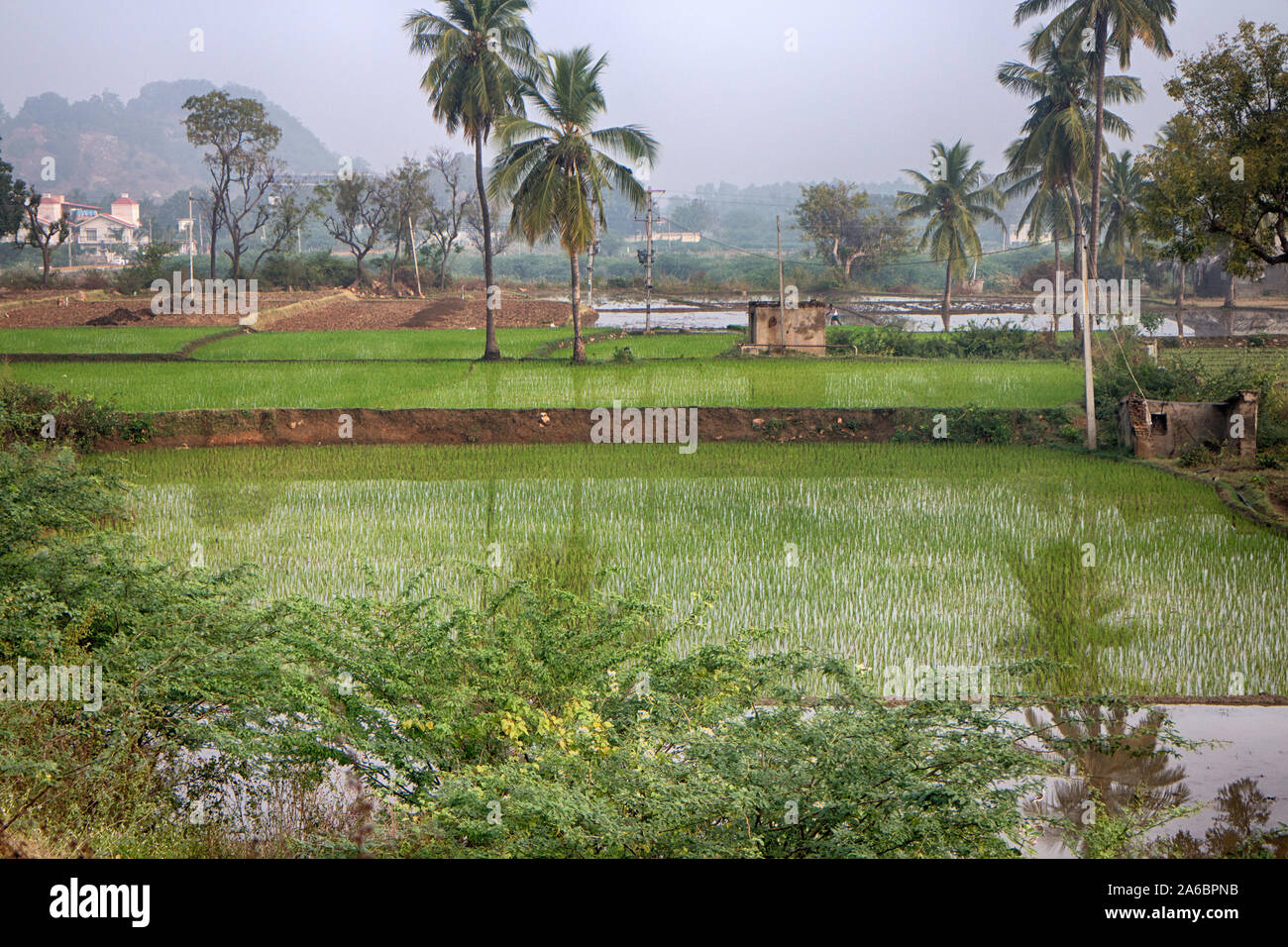Rice growing in India, Karnataka state. Checks of rice fields (paddy