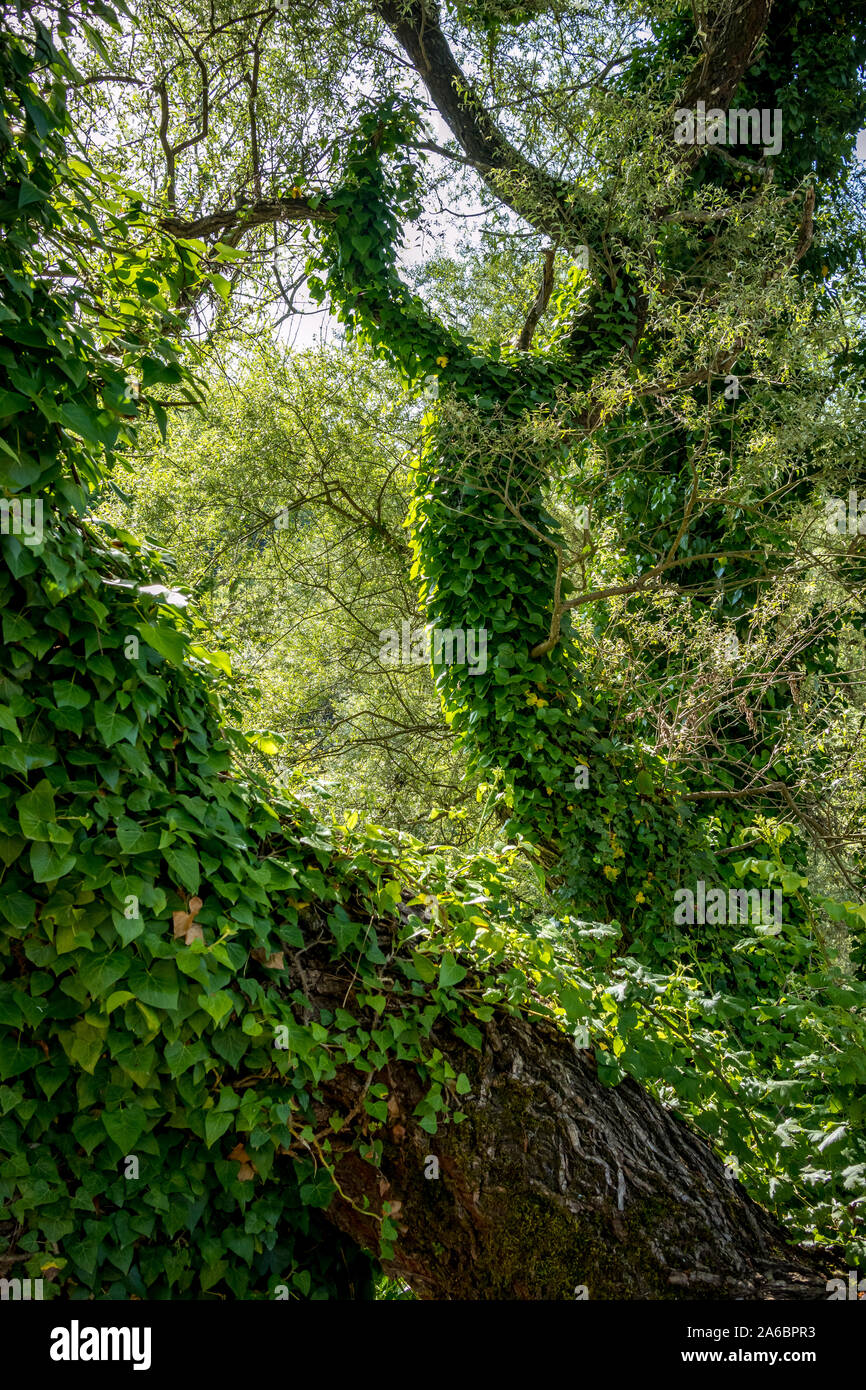 Ivy in the park hires stock photography and images Alamy