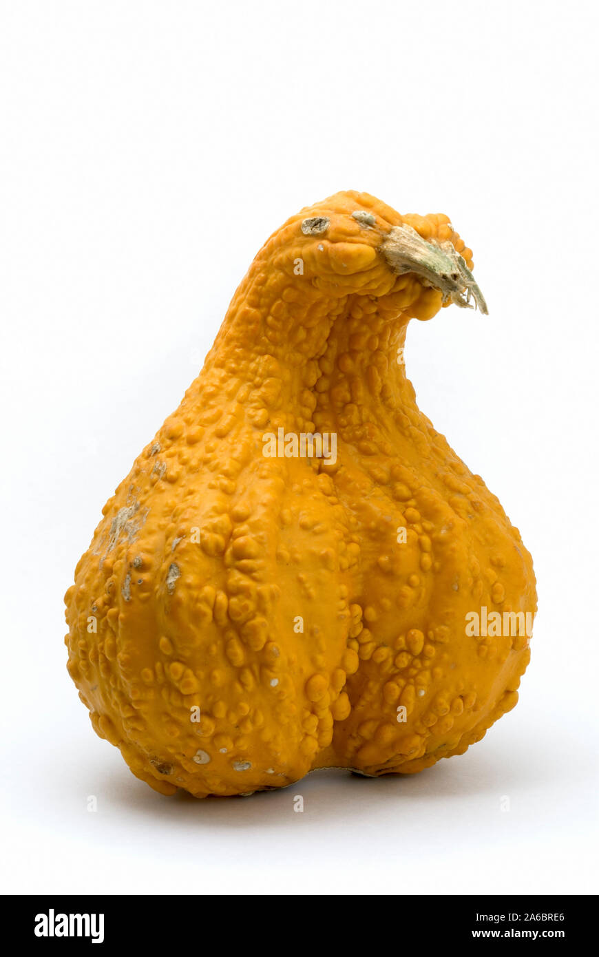 Ornamental Gourd Stock Photo