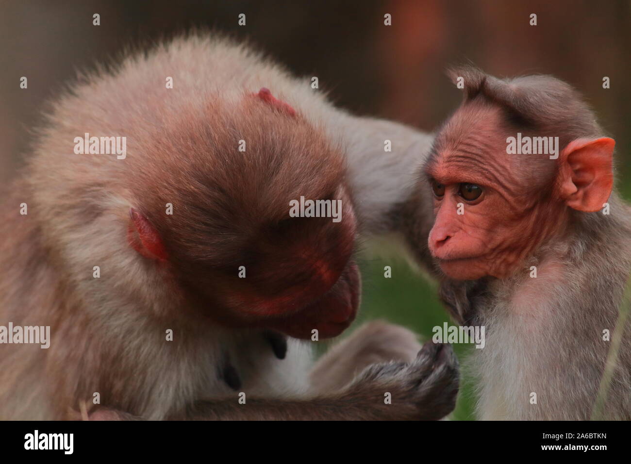 Beautiful endemic baby and mother bonnet macaque (Macaca radiata) in Bandipur National Park, a part of Nilgiri Biosphere Reserve in Karnataka, India Stock Photo