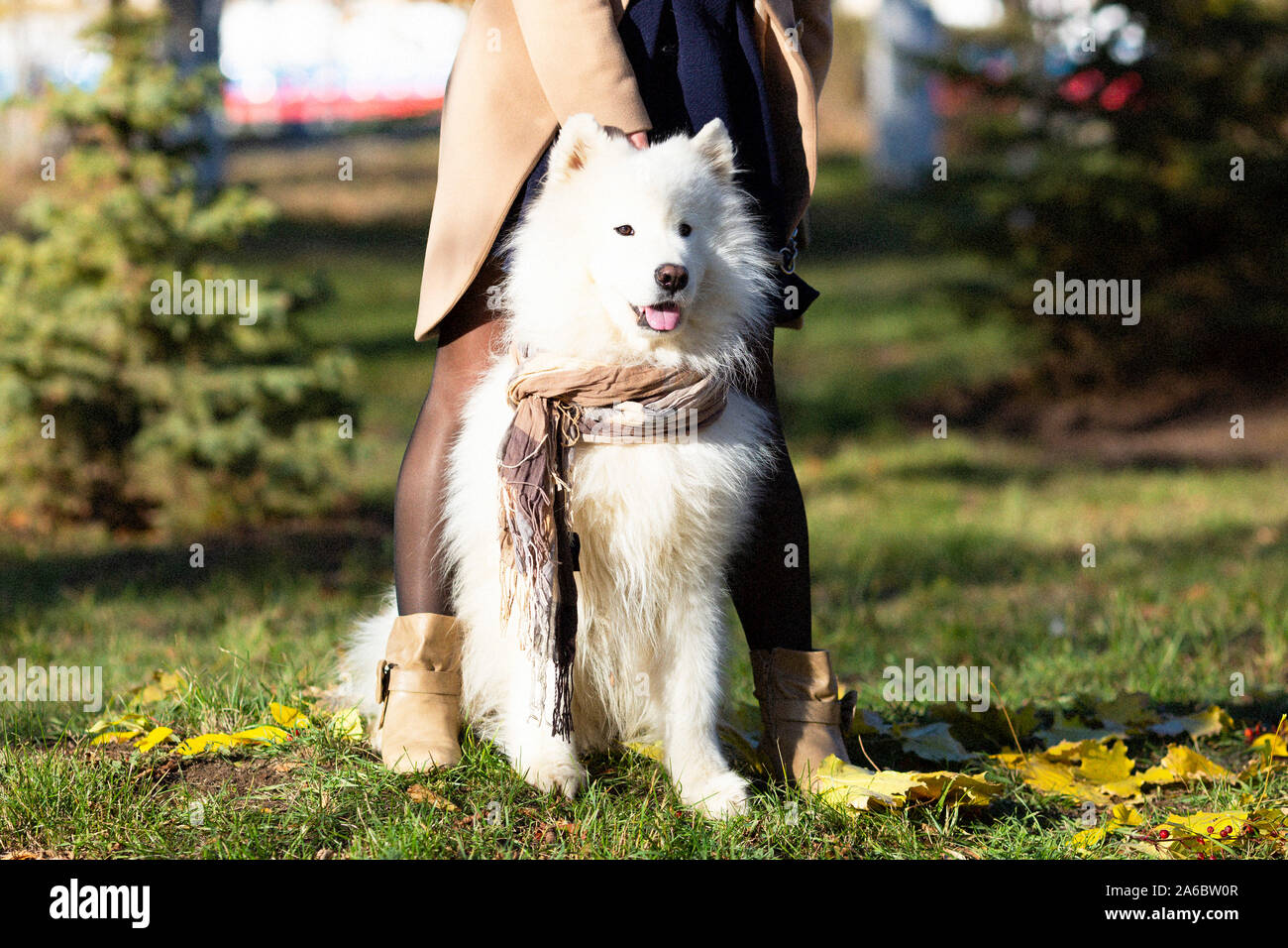 Why Does My Dog Sit Between My Legs