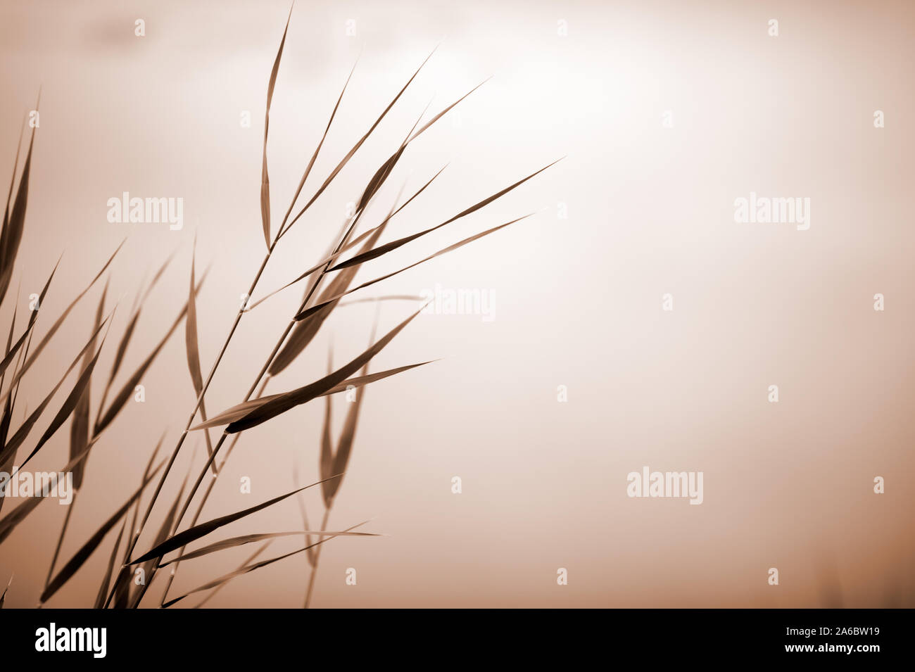 Common reed (Phragmites australis). Selective focus and very shallow depth of field. Duotone. Stock Photo
