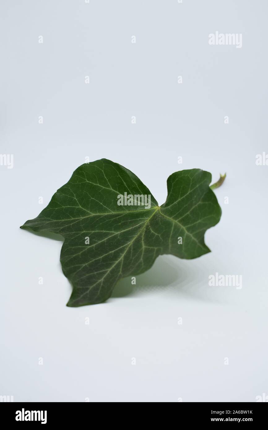 Single ivy leaf on a white background Stock Photo