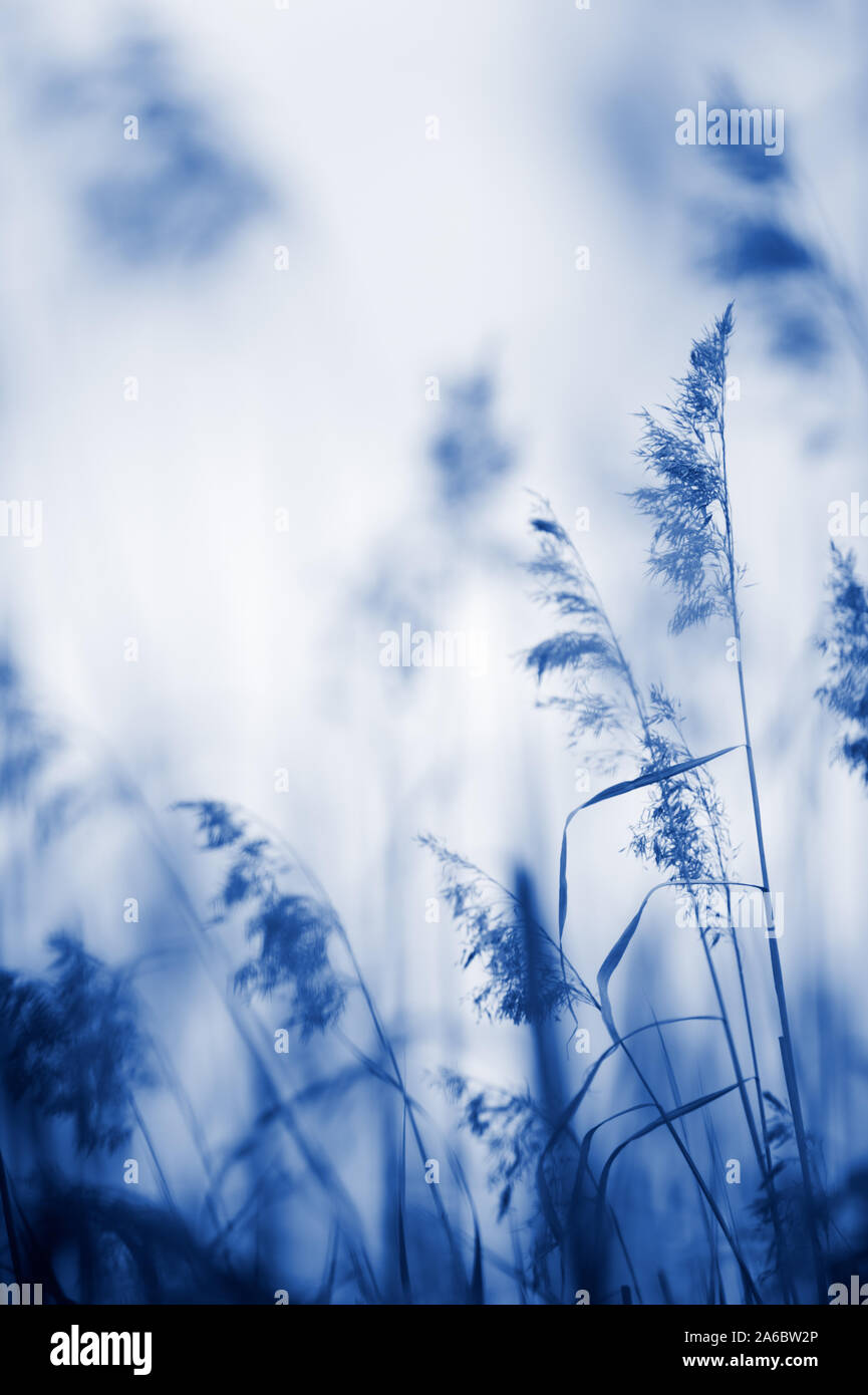 Common reed (Phragmites australis). Selective focus and very shallow depth of field. Blue tone. Stock Photo