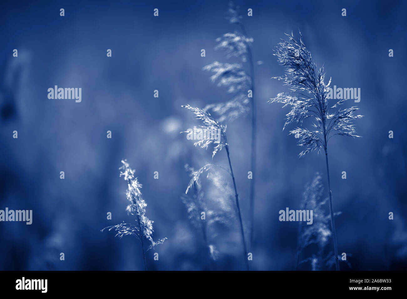 Common reed (Phragmites australis). Selective focus and shallow depth of field. Blue tone. Stock Photo
