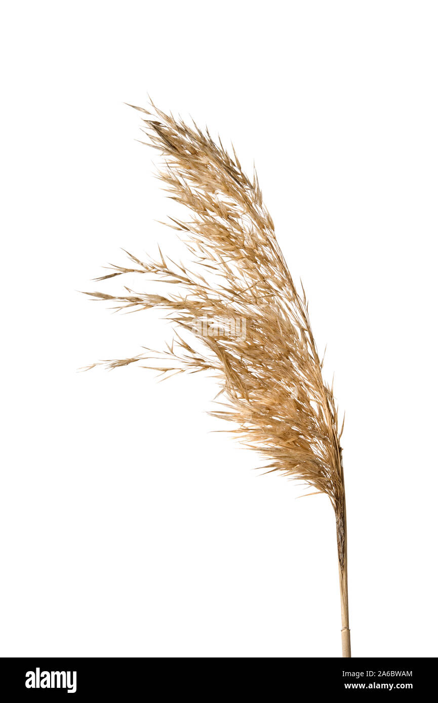 Common reed (Phragmites australis) seed head isolated on white. Stock Photo