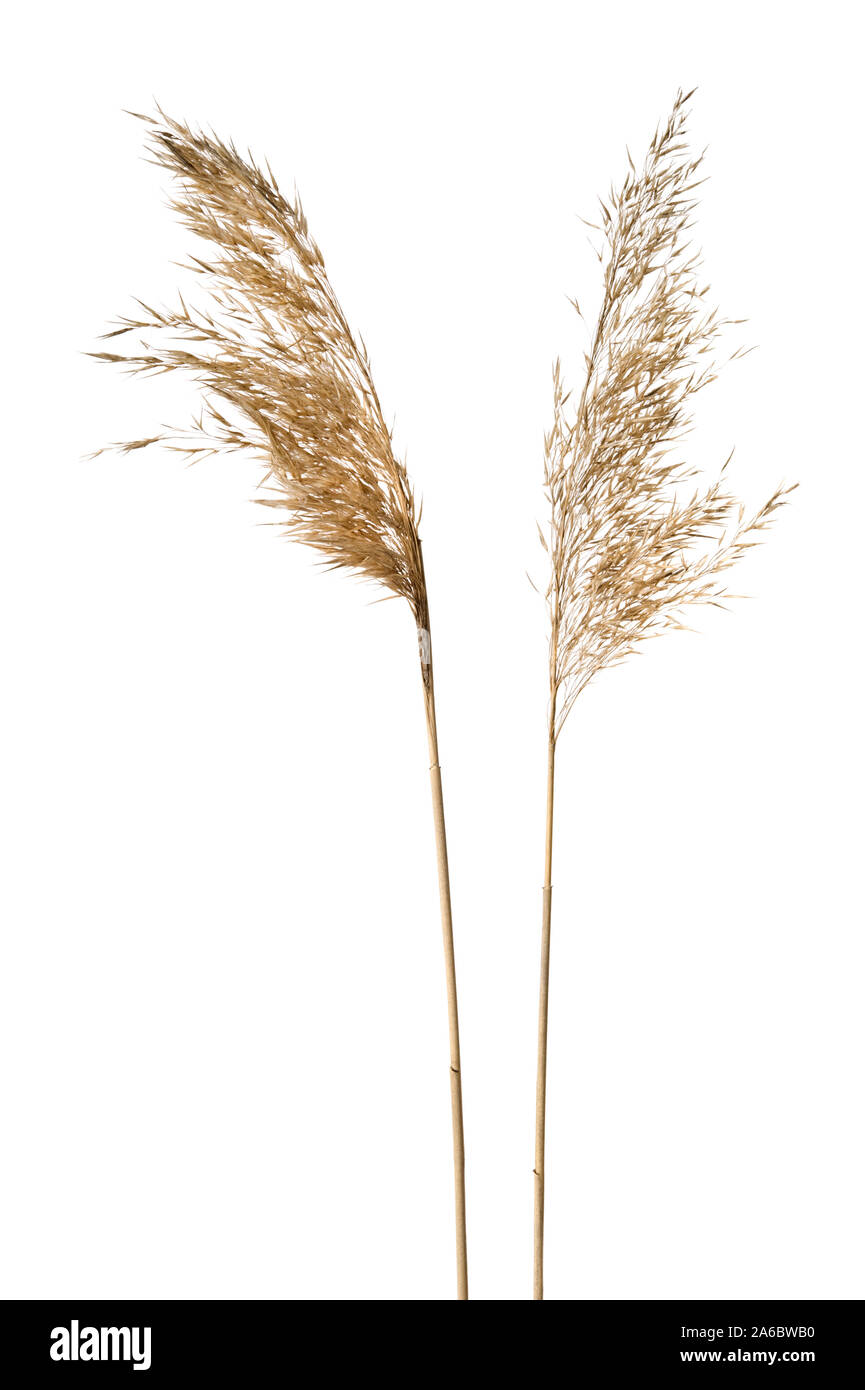 Common reed (Phragmites australis) seed heads isolated on white. Stock Photo