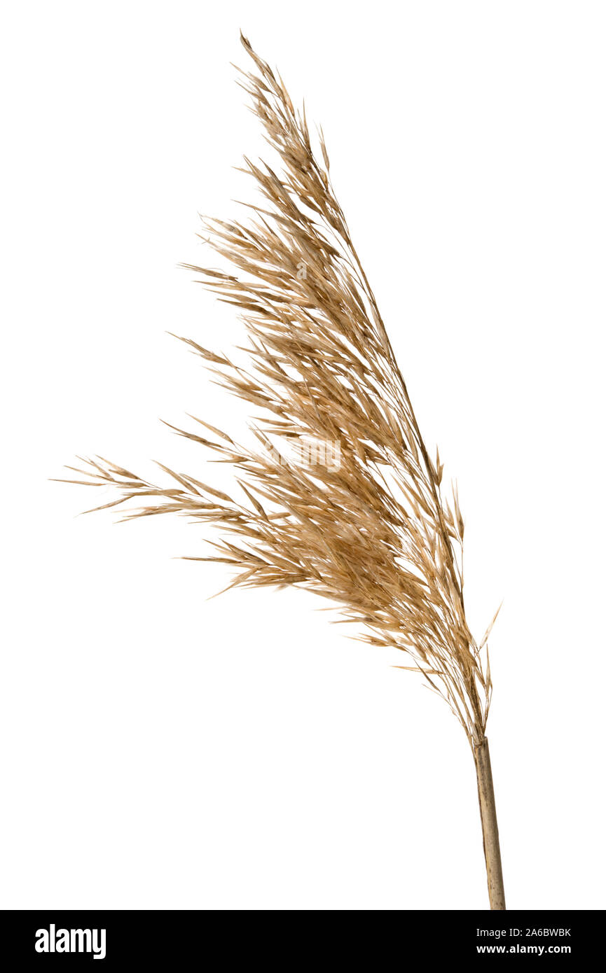 Common reed (Phragmites australis) seed head isolated on white. Stock Photo