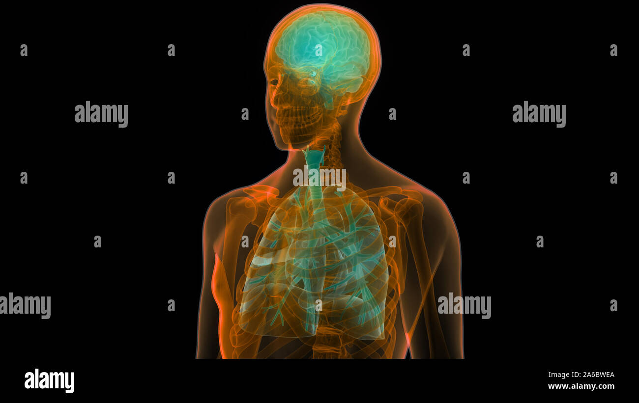 Respiratory Organs With 3d Render Abstract Diamond Plating With Mottled Textures Anatomical Hemilobes With Decorative Design Diagnosis Of Lung Diseases With Concept Of Proper Lifestyle Stock Photo Alamy