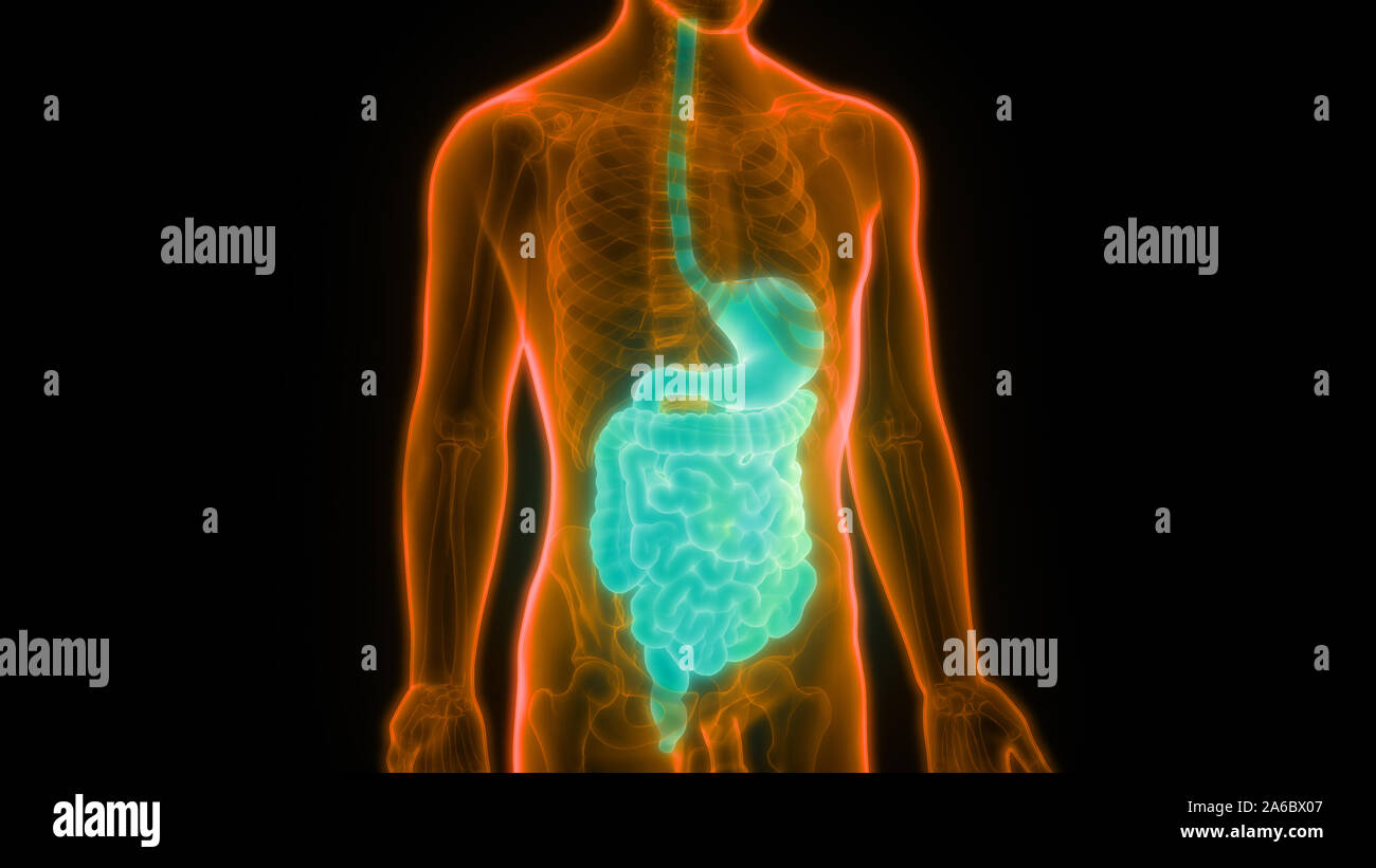 Human Internal Organs Digestive System Anatomy Stock Photo - Alamy