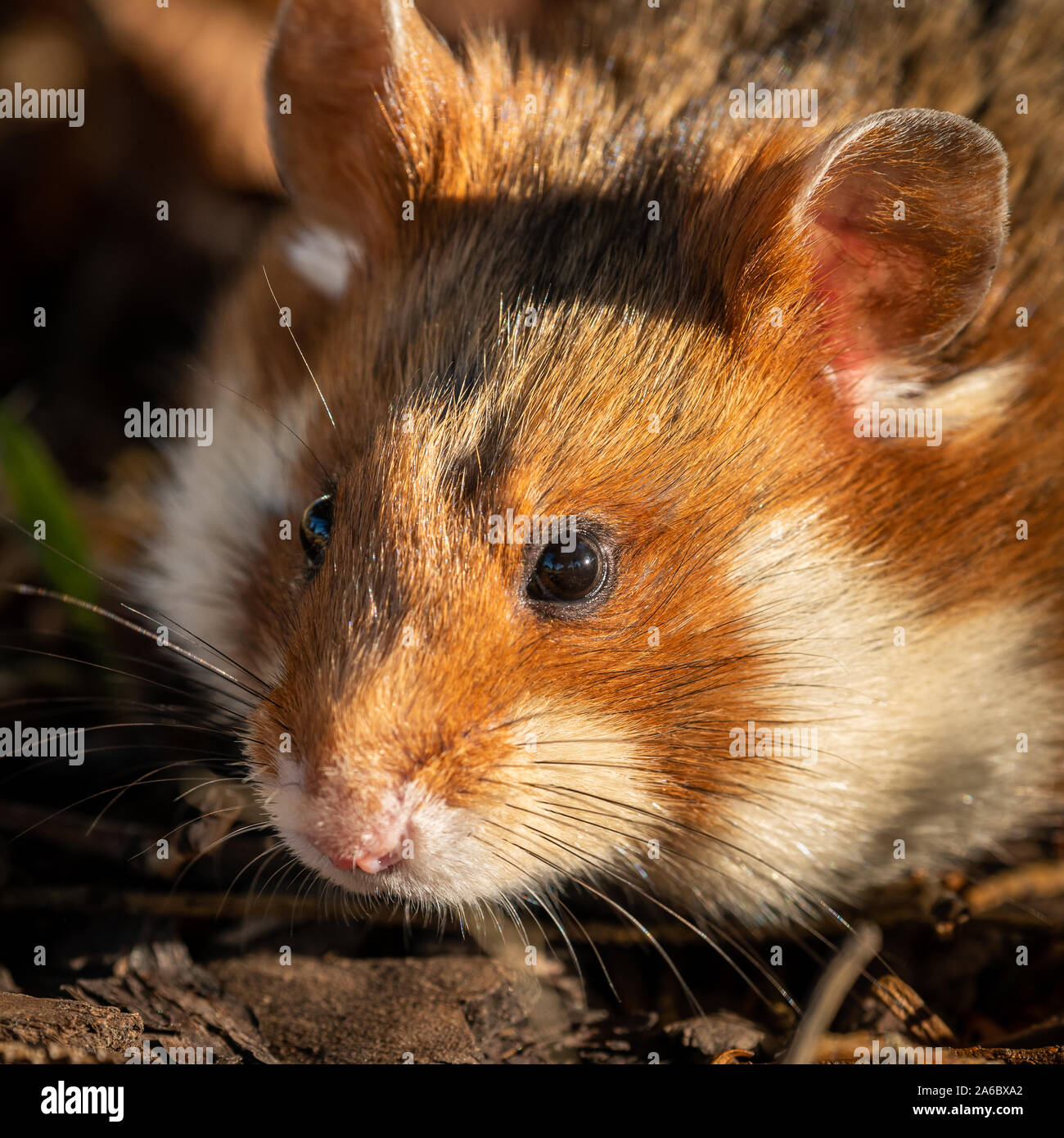 Eurasian hamster hires stock photography and images Alamy