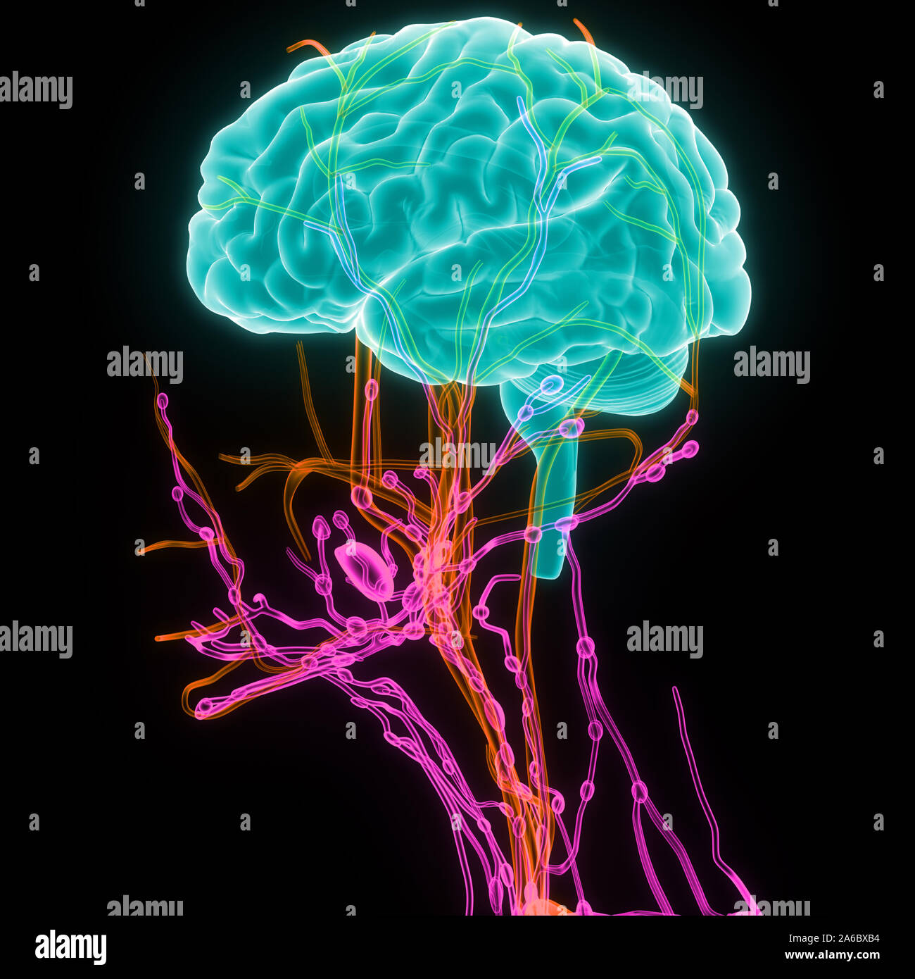 Central Organ of Human Nervous System Brain Anatomy Stock Photo