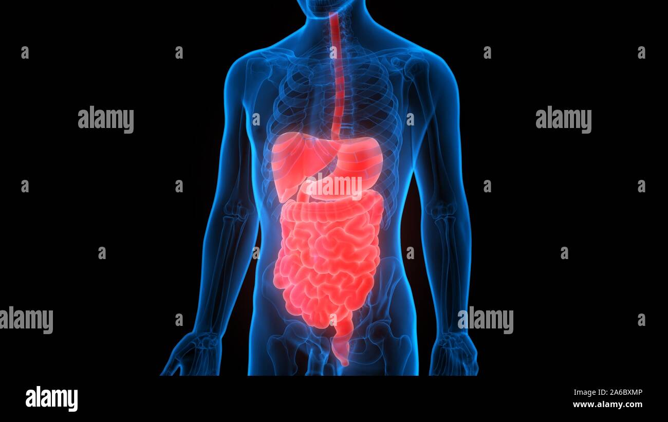 Human Internal Organs Digestive System Anatomy Stock Photo - Alamy