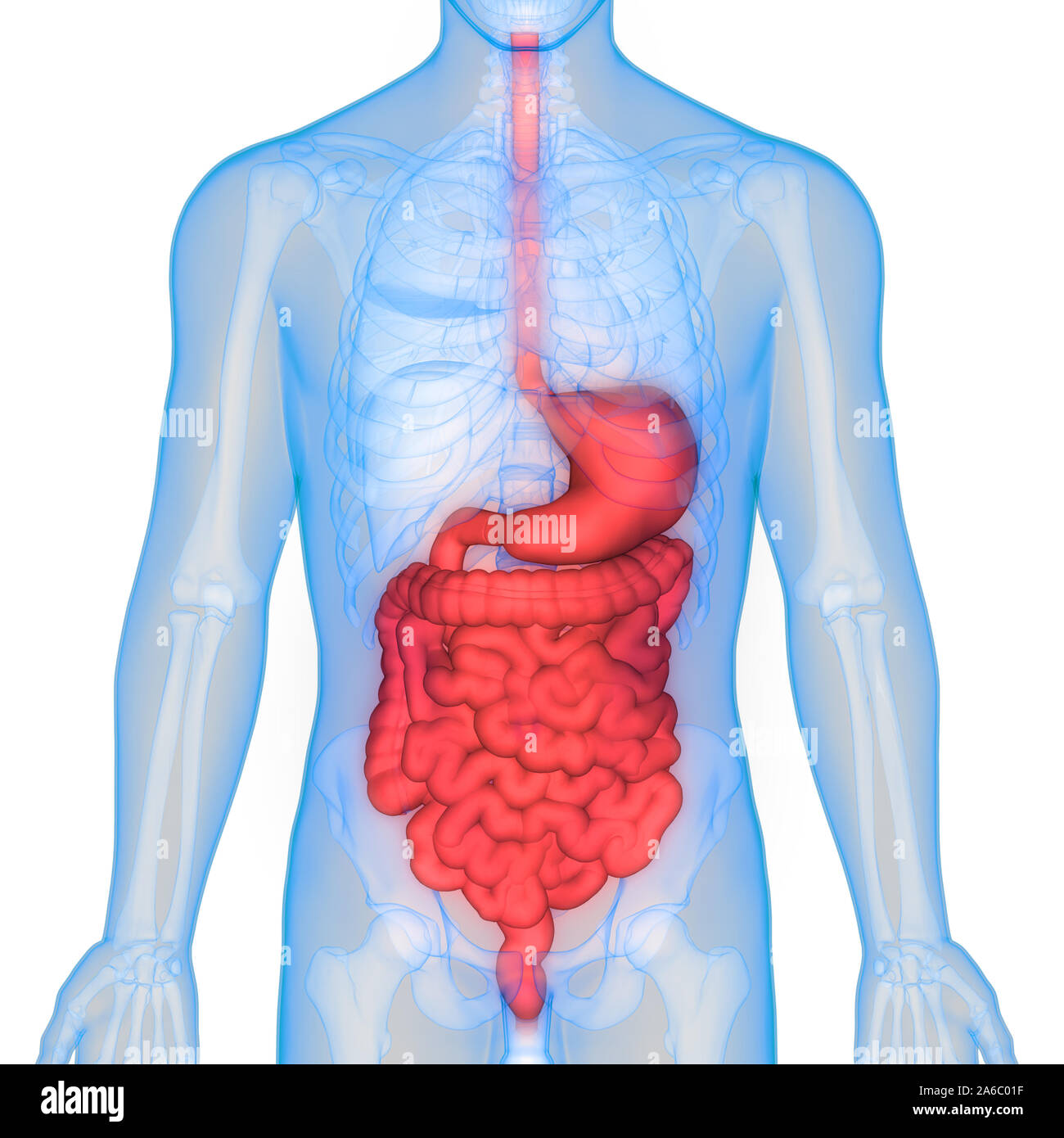 Human Internal Organs Digestive System Anatomy Stock Photo - Alamy