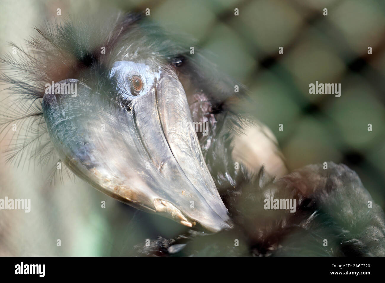 Black-casqued hornbill's head close up Stock Photo