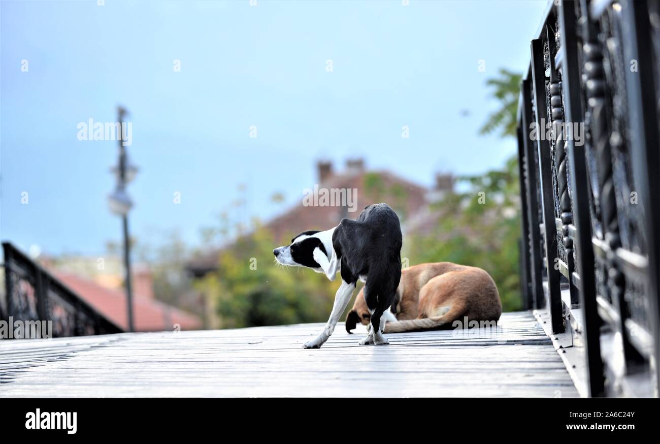 stray dog scratching fur with fleas image Stock Photo