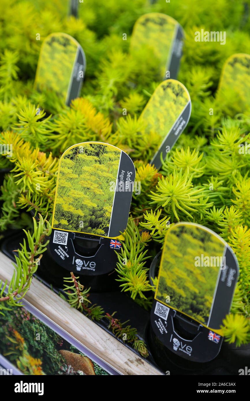 Sedum rupestre 'Angelina', common name stonecrop, an evergreen perennial plant for sale in a nursery, England, UK Stock Photo