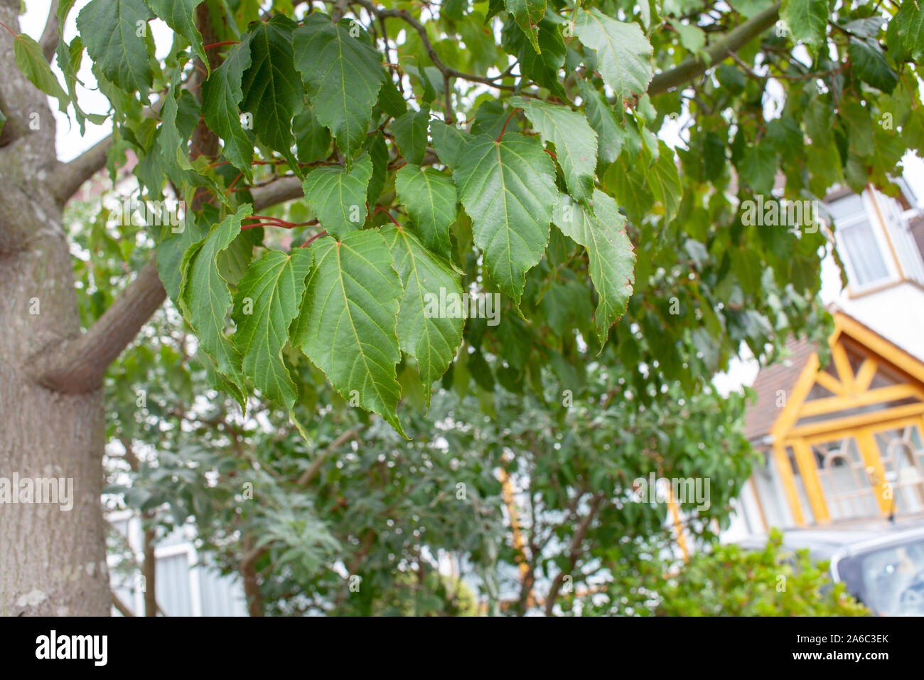 Snake bark and leaves of a Père David's Maple (Acer davidii) street tree, Chingford, London E4 Stock Photo