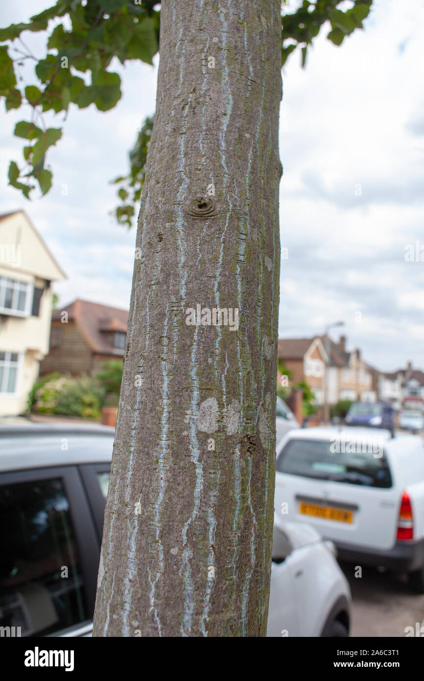 Snake bark of Père David's Maple (Acer davidii) street tree, Chingford, London E4 Stock Photo