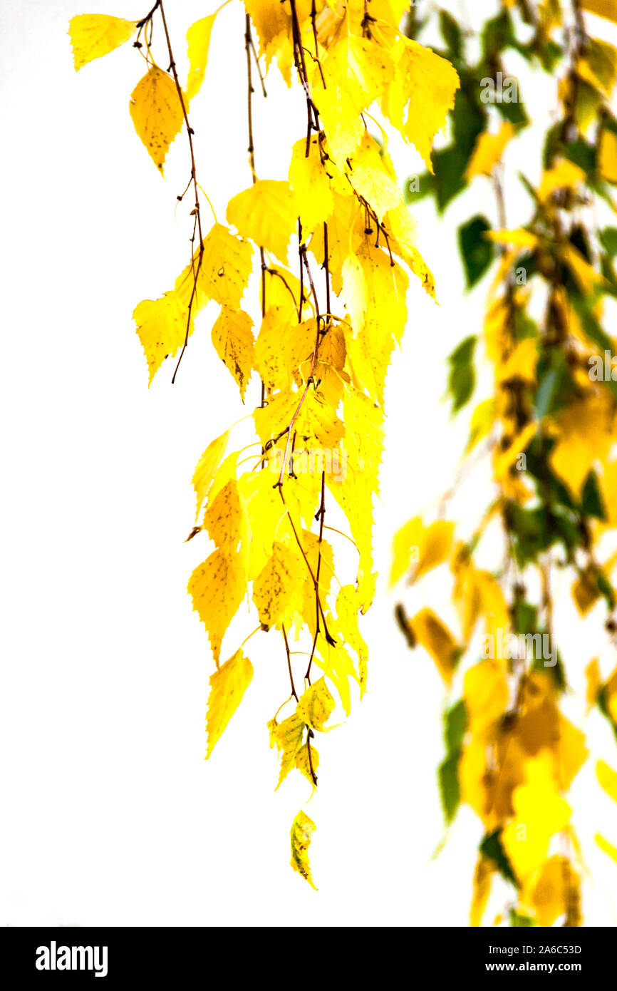 Birch branch hanging with green yellow color autumn leaves isolated on ...