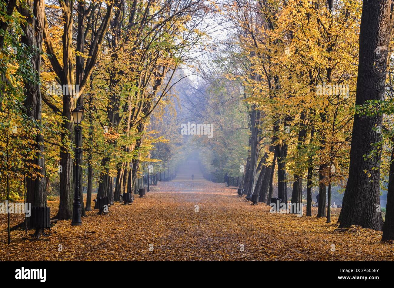 Beautiful autumn landscape. Colorful tree leaves in a city park. Stock Photo