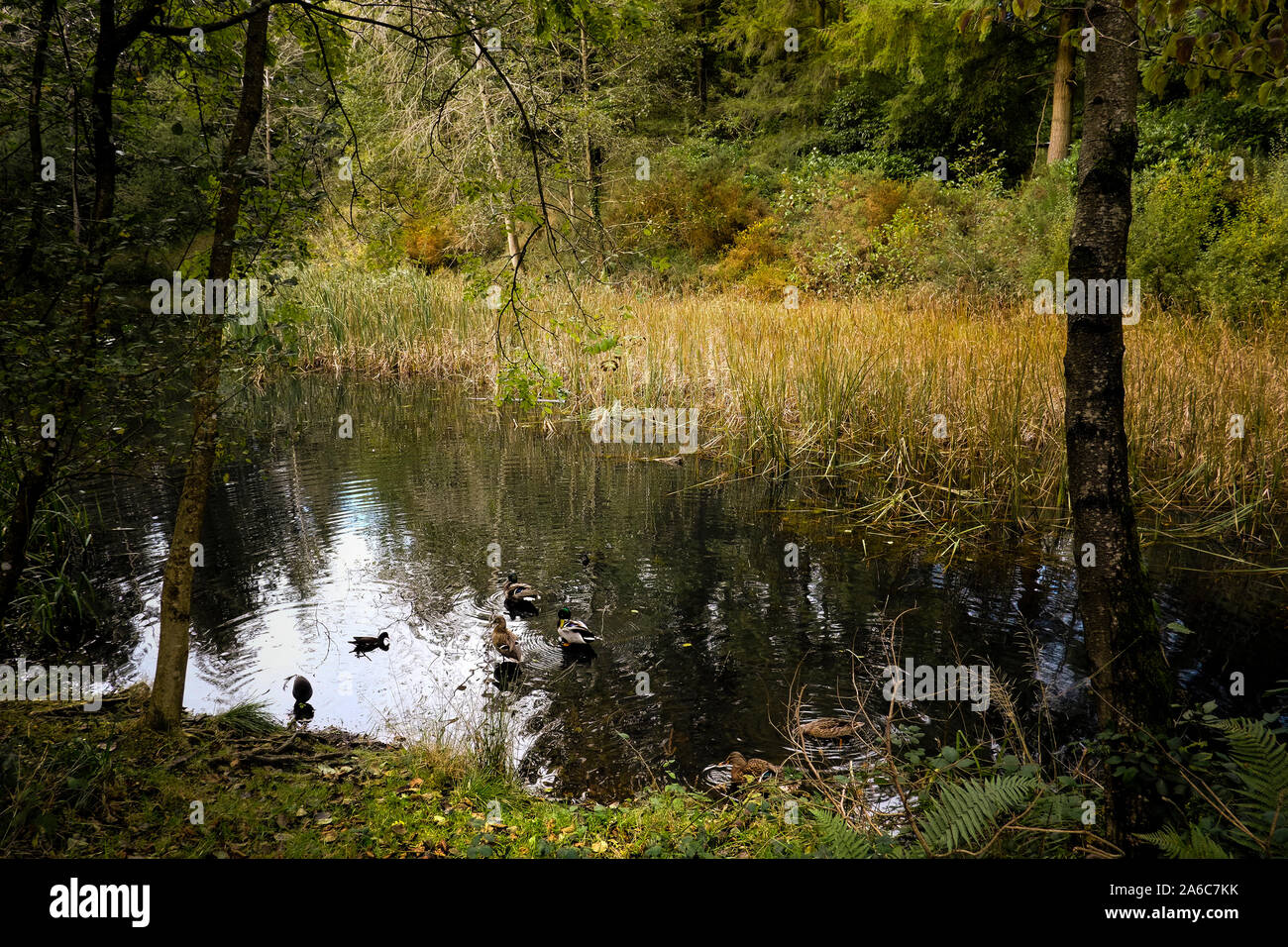 Trees, shrubs and reeds around a small pond in a woodland. Stock Photo