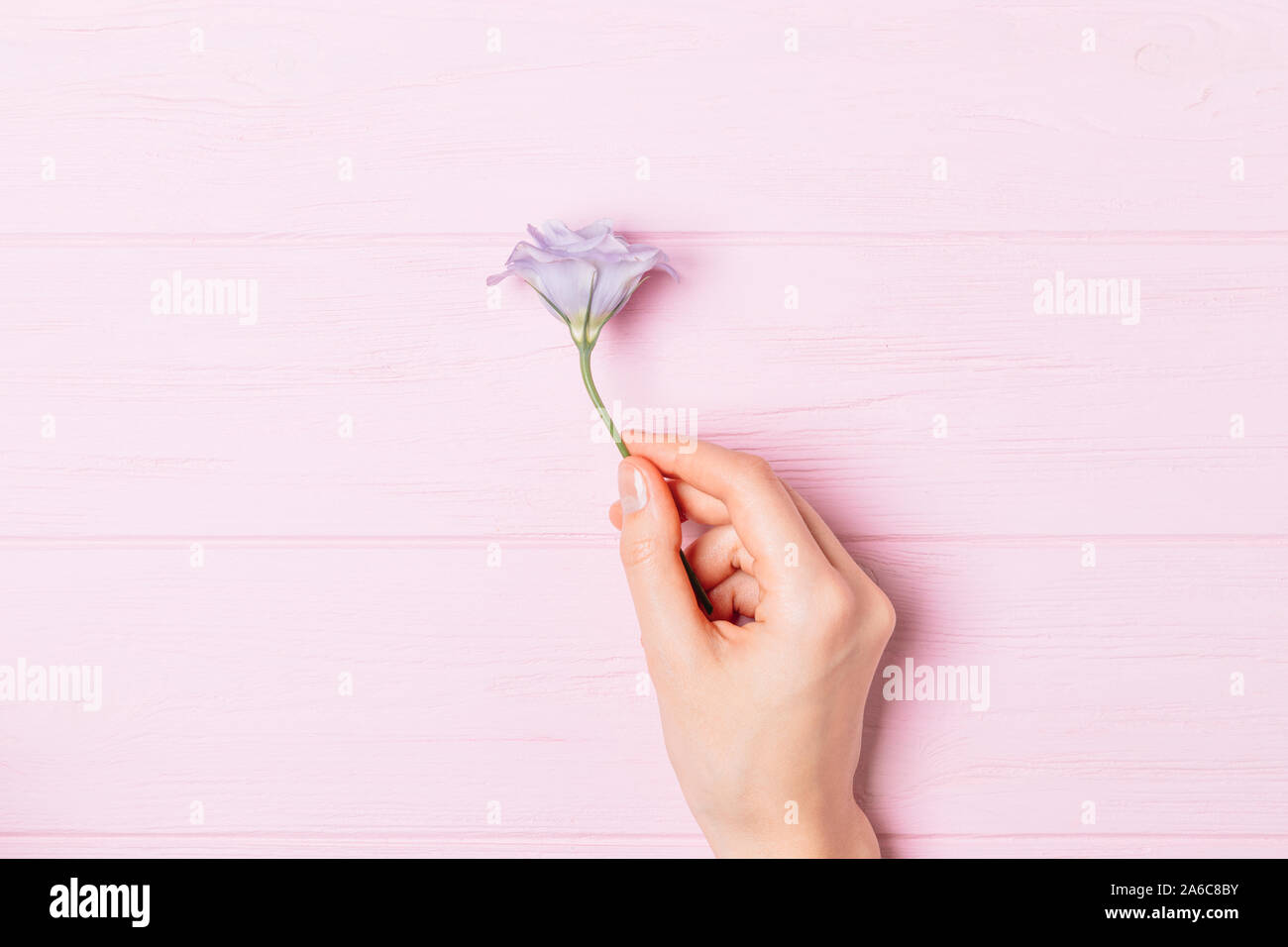 Top view woman's hand holding one purple flower lisianthus on pink wooden table, minimal flat lay. Stock Photo