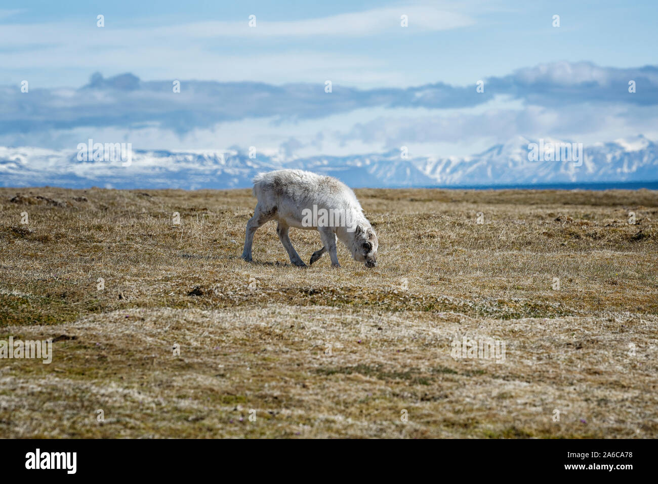 Ein Spitzbergen-Ren (Rangifer tarandus platyrhynchus) in der Tundra, Spitzbergen, Norwegen. A Svalbard reindeer feeding on tundra vegetation, Norway Stock Photo