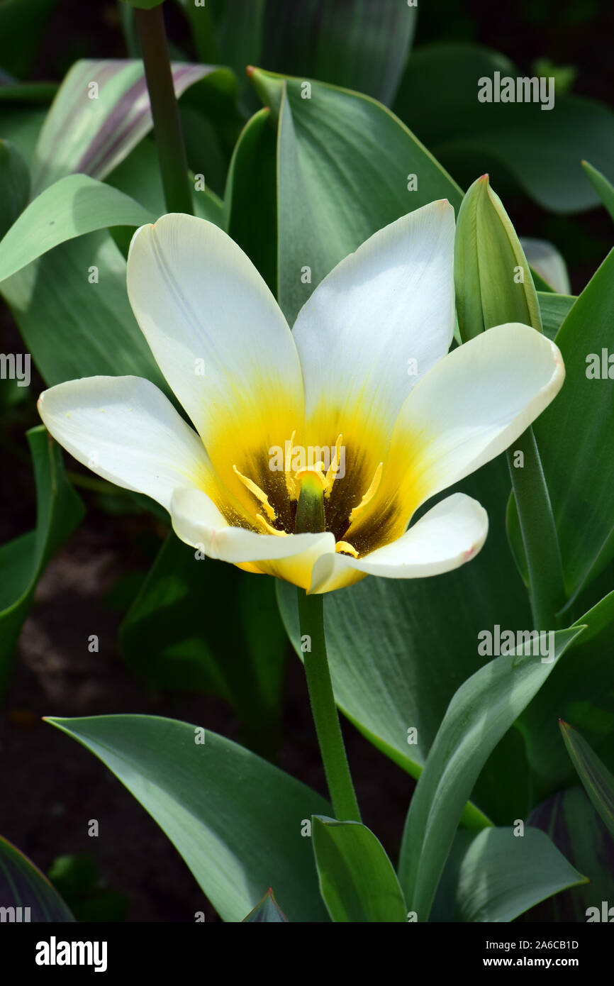 Tulpen tulipa sp hi-res stock photography and images - Alamy