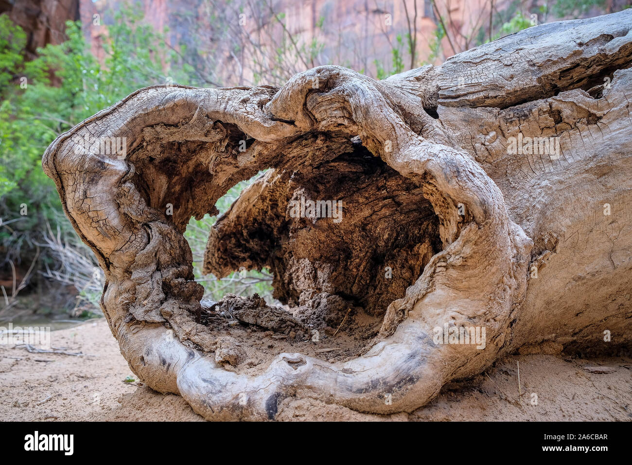 Incredible tree trunk at the Zion National Park, Utah Stock Photo