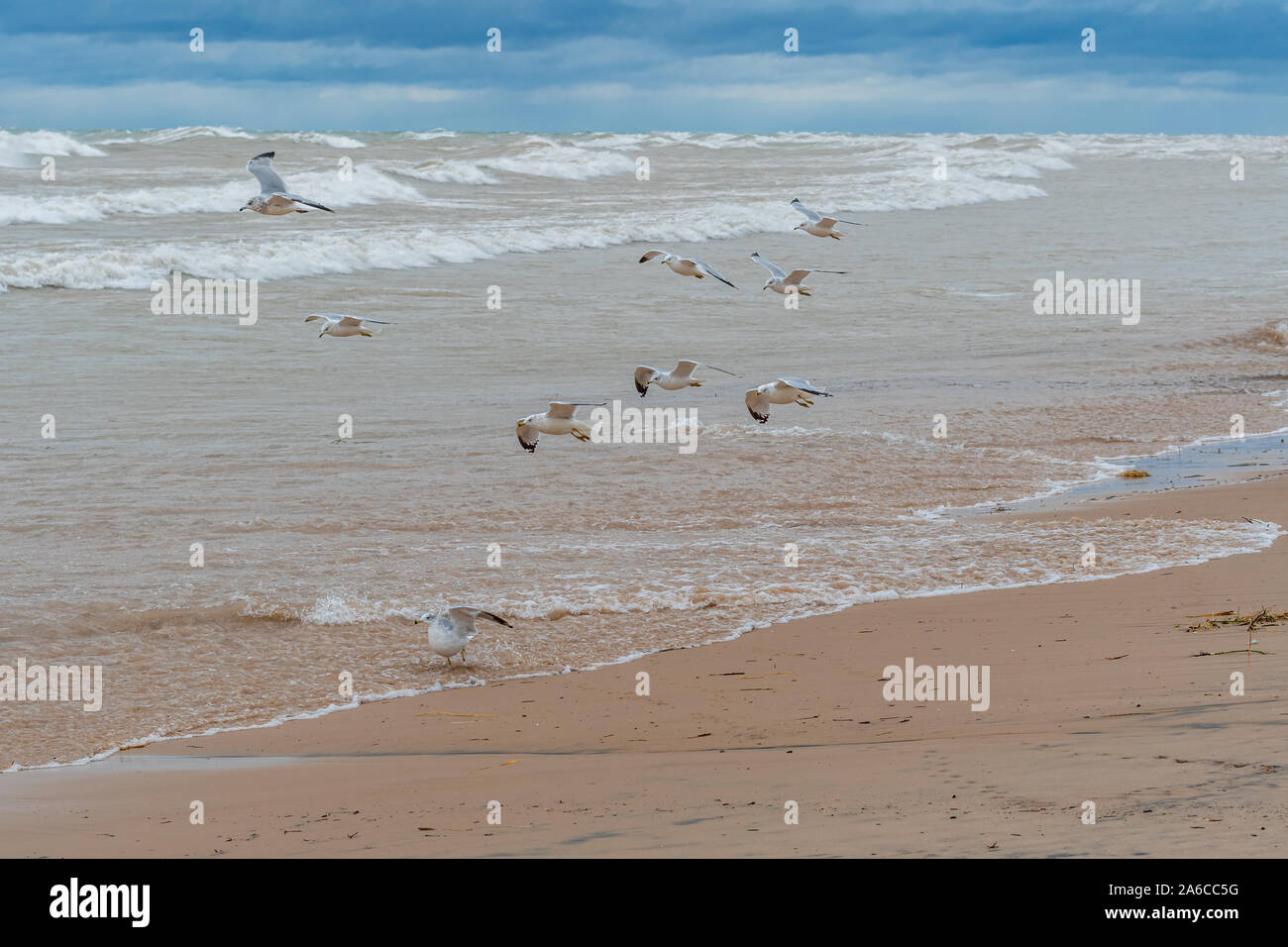 A group of ring-billed gulls (Larus delawarensis) fly over rough breaking waves on the shore of Lake Michigan in the autumn. Stock Photo