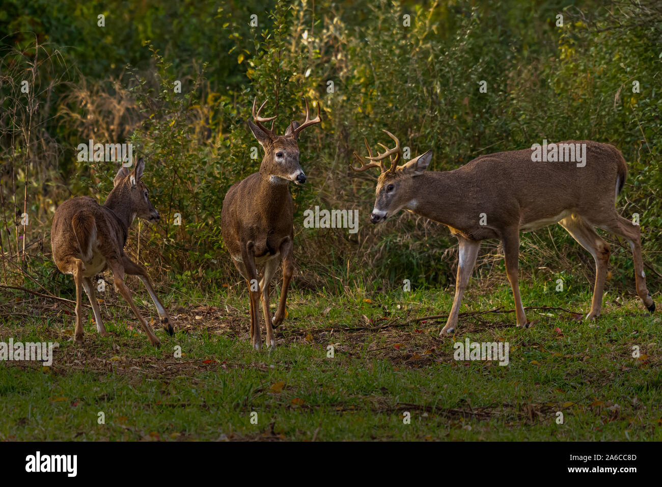 Three antlered male white-tailed deer bucks (Odocoileus virginianus) in the autumn in Michigan, USA. Stock Photo