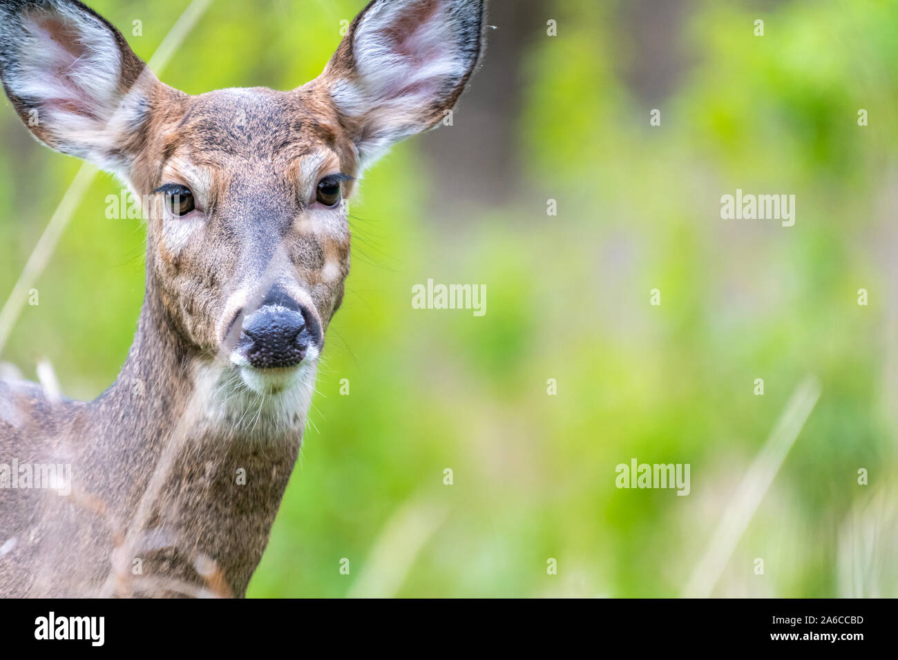 A closeup of a female white-tailed deer doe (Odocoileus virginianus) in Michigan, USA. Stock Photo
