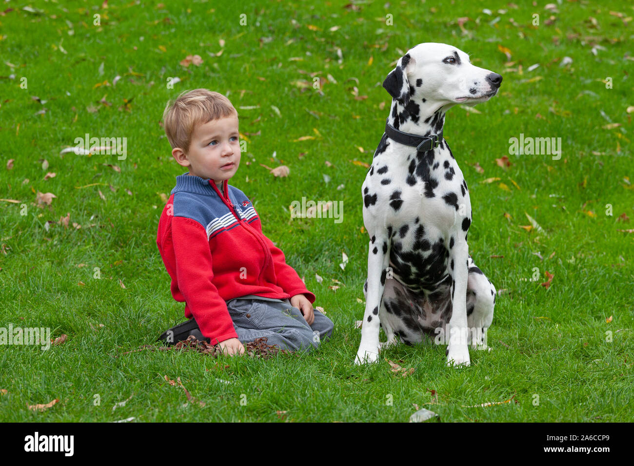 Portrait of a little boy with a Dalmatian. Stock Photo