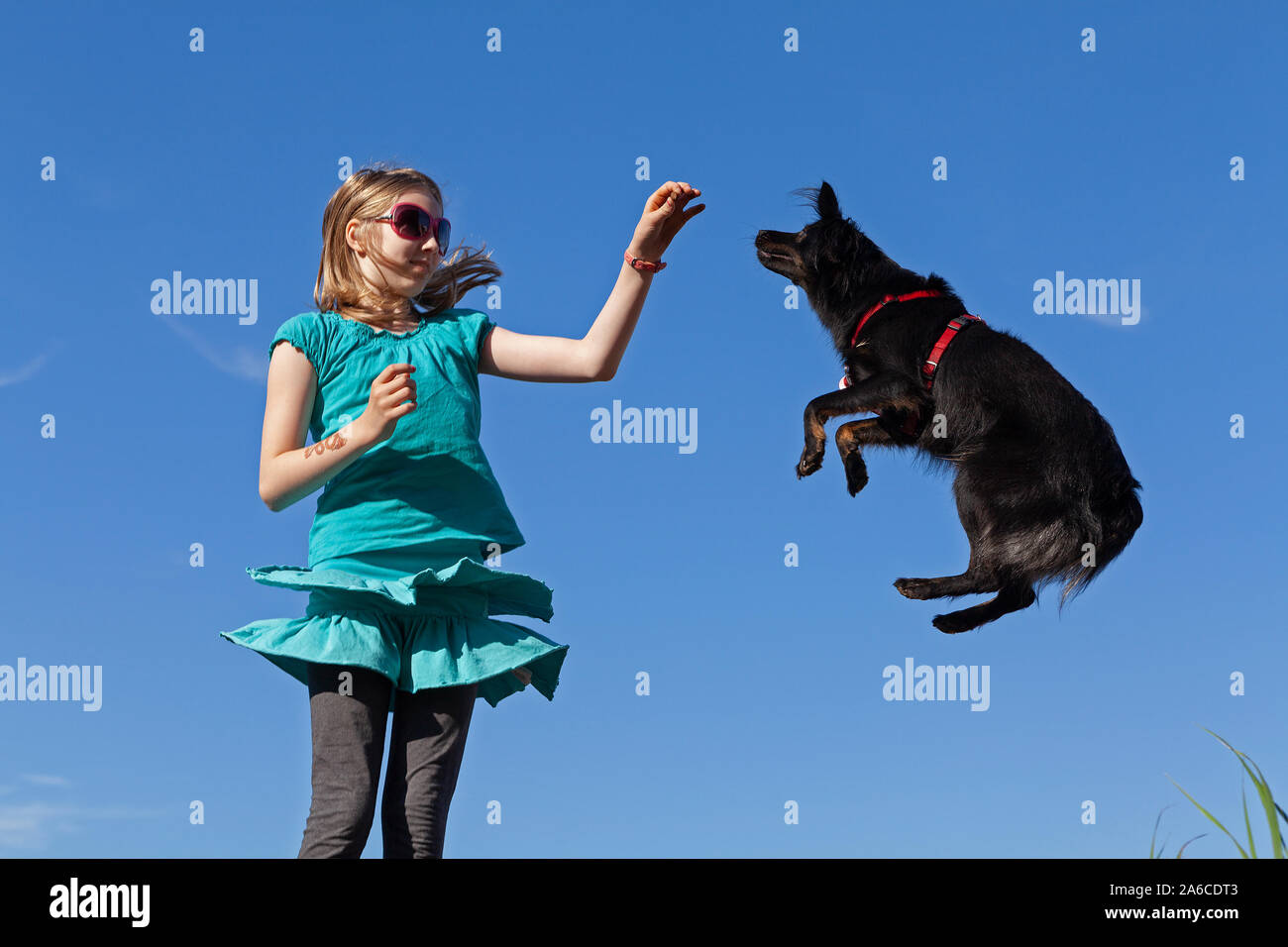 A young girl is making her dog jump Stock Photo Alamy