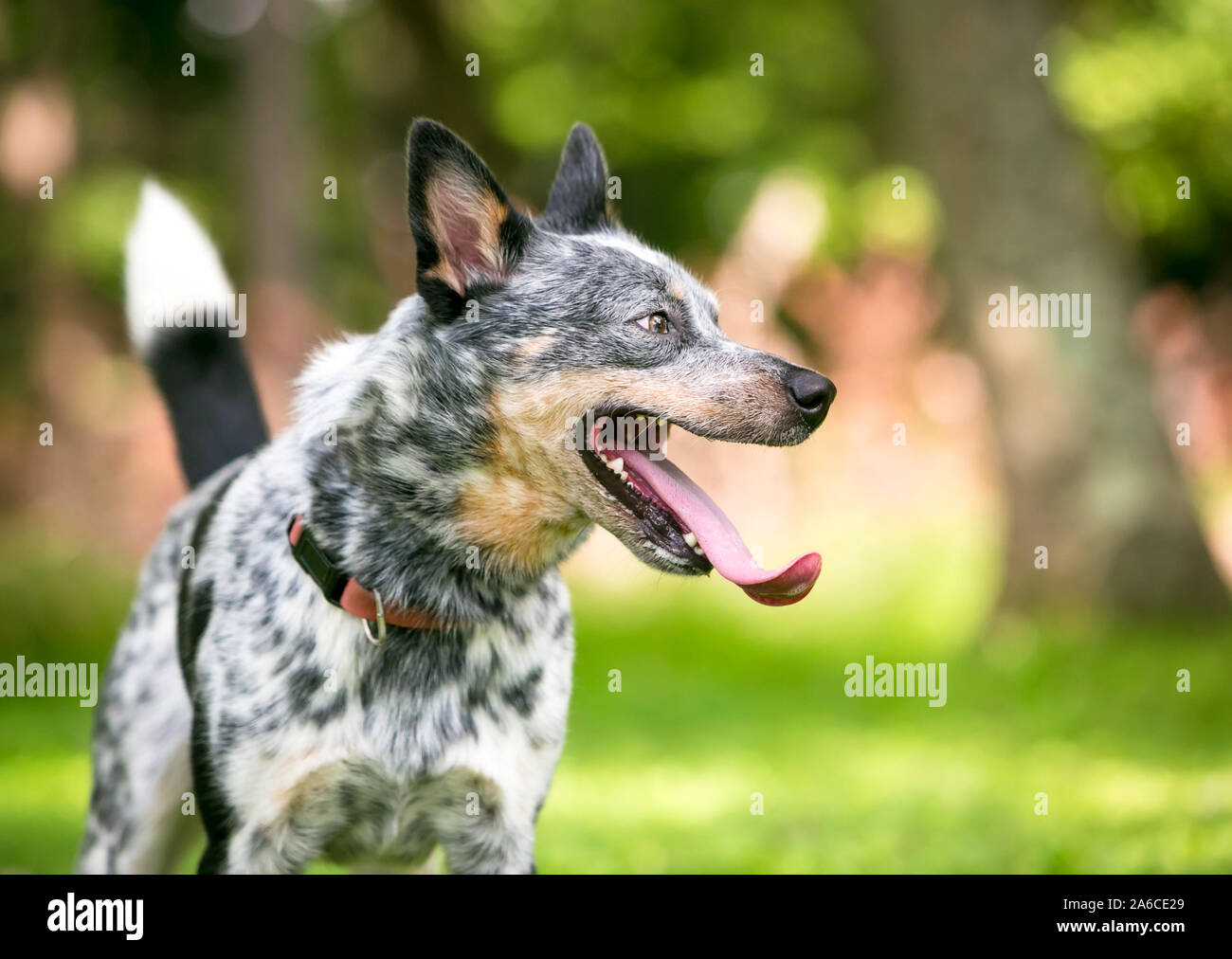 A happy Australian Cattle dog panting with an extremely long tongue