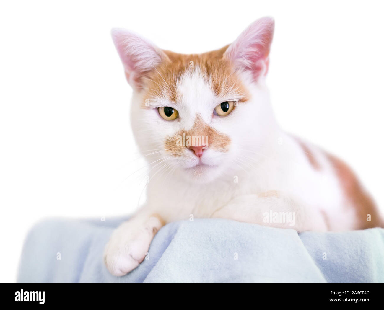 An orange and white domestic shorthair cat relaxing on a blanket Stock Photo