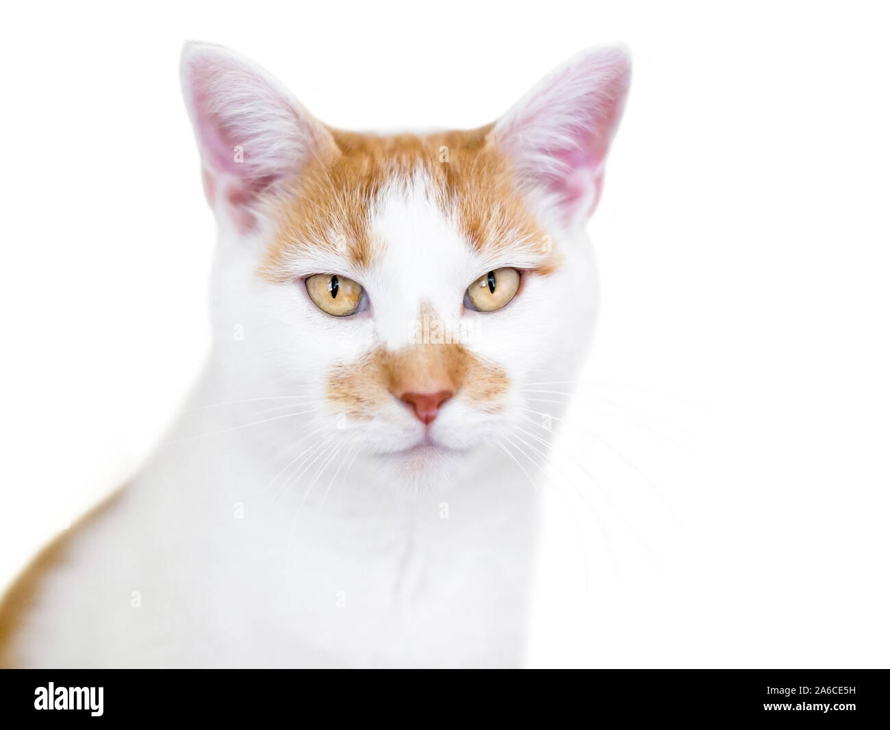 An orange and white domestic shorthair cat with golden yellow eyes Stock Photo