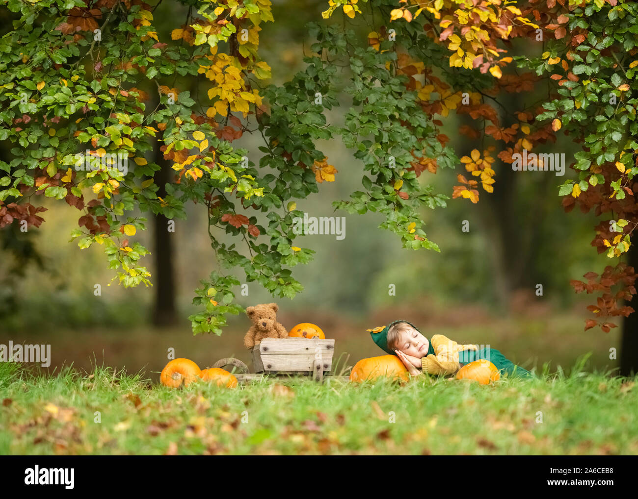 boy teddy natural