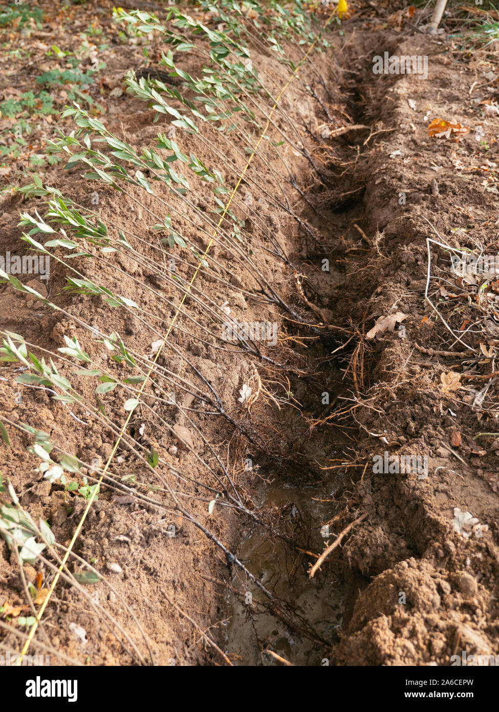 Ligustrum vulgare 'Atrovirens' plants being spaced out in a prepared trench. Stock Photo