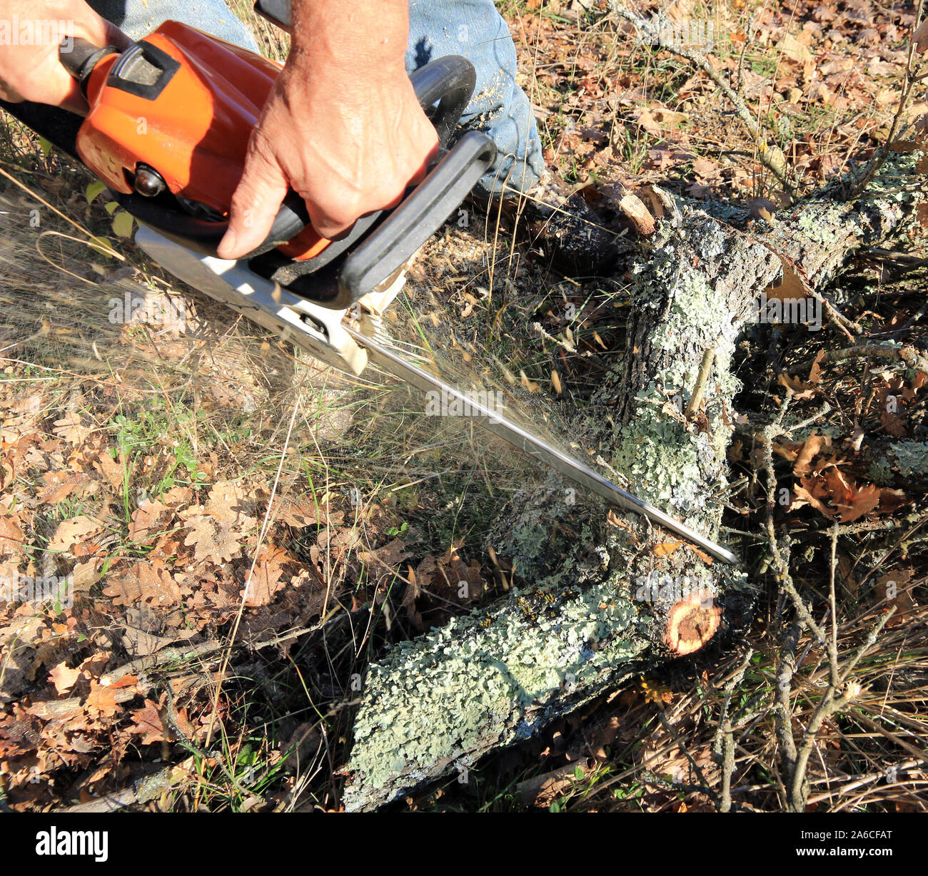 Use a chainsaw to cut firewood Stock Photo Alamy