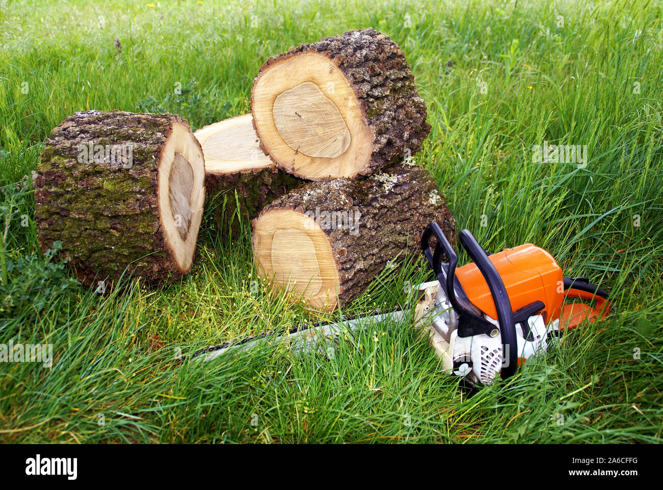 Chainsaw near the oak wood cut. Stock Photo
