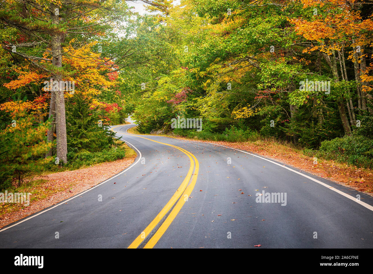 Winding road curves through scenic autumn foliage trees in New England