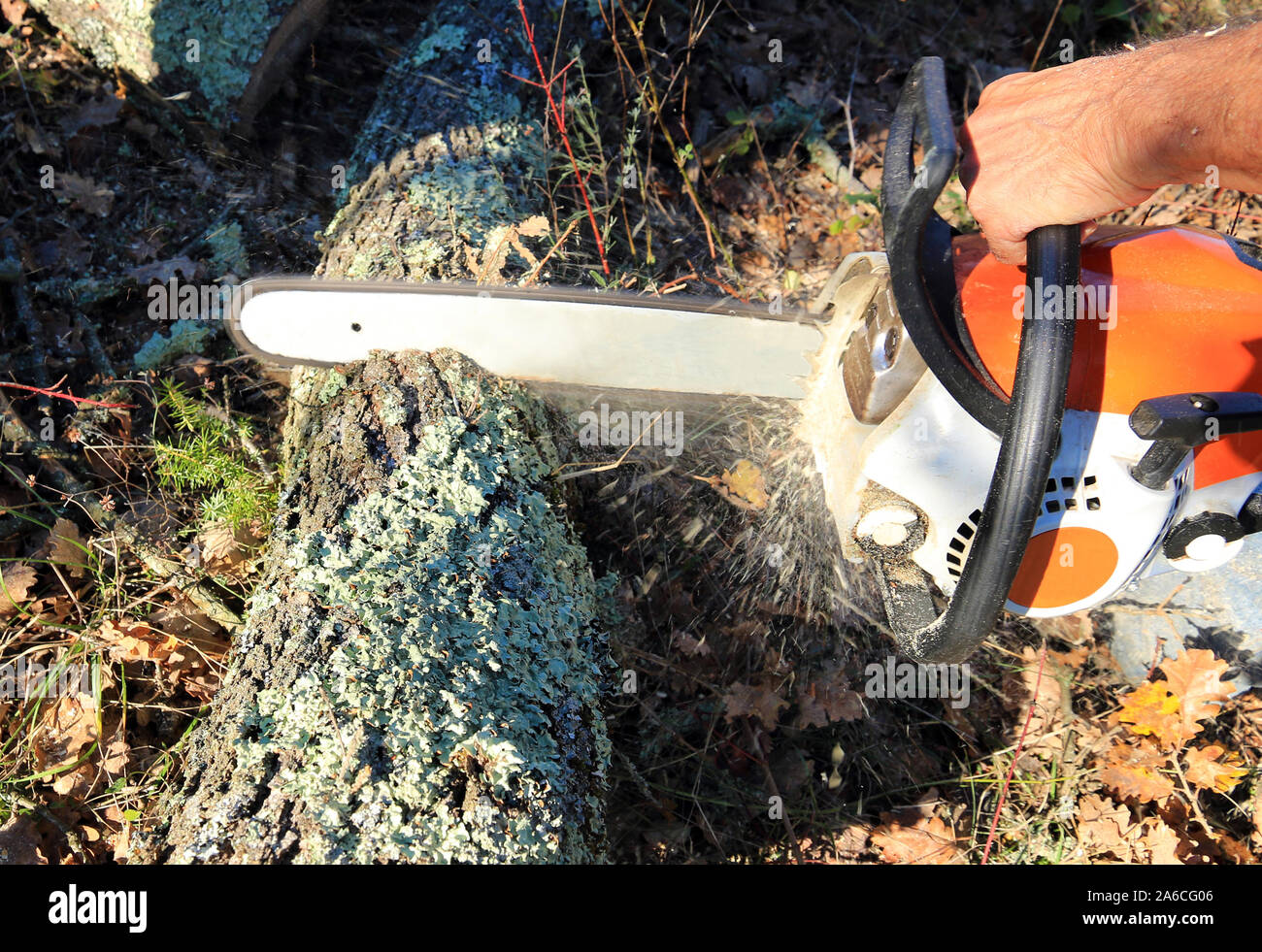 Use a chainsaw to cut firewood Stock Photo Alamy