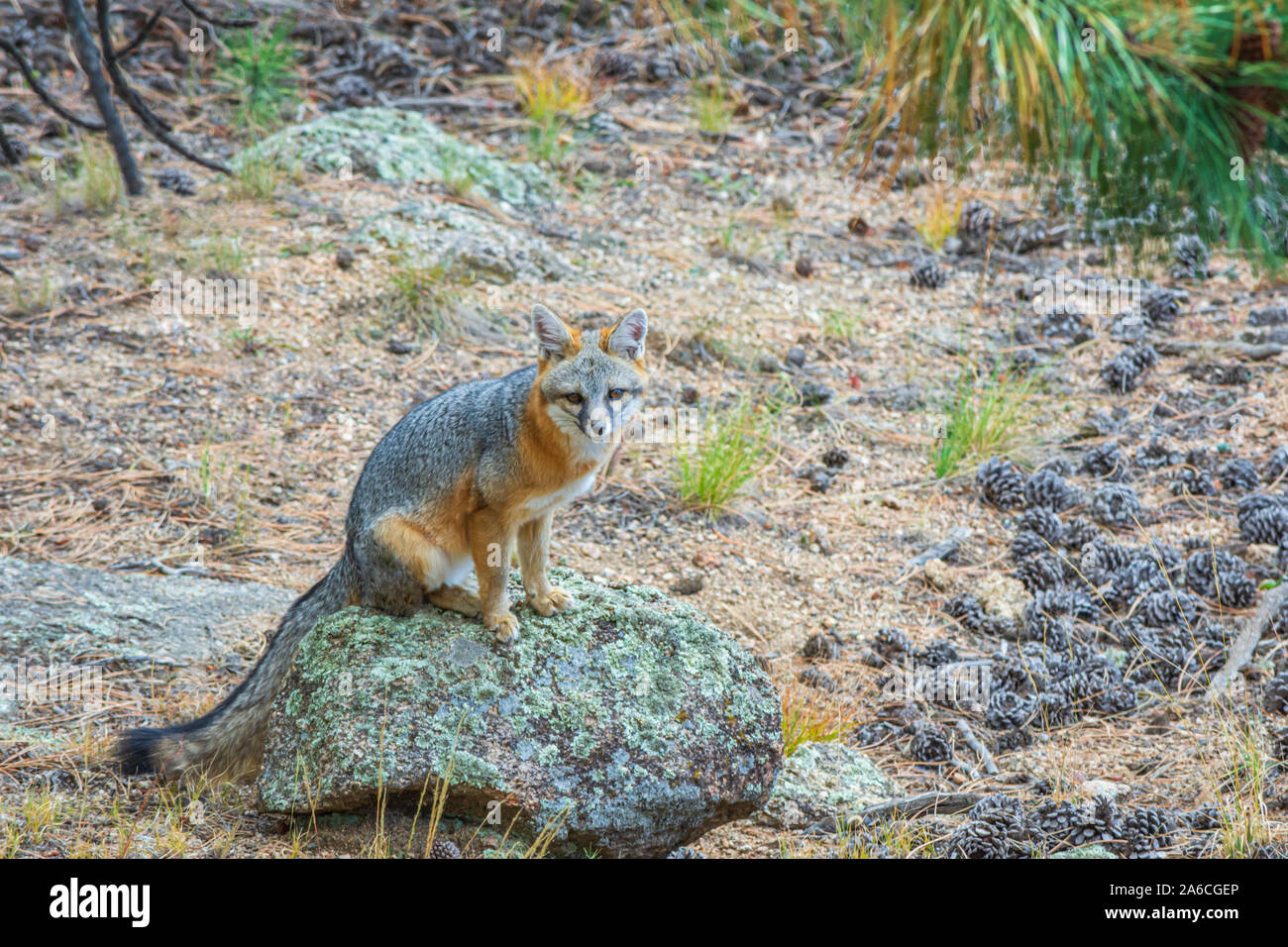 Young Gray Fox or Grey Fox (Urocyon cinereoargenteus) sits on boulder, eyes photographer in Pike National Forest Colorado USA. Photo taken in October. Stock Photo