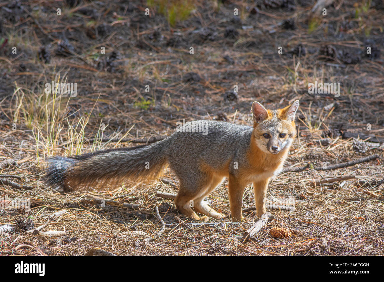 Young Gray Fox or Grey Fox (Urocyon cinereoargenteus), eyes photographer in the Pike National Forest Colorado USA. Photo taken in October. Stock Photo