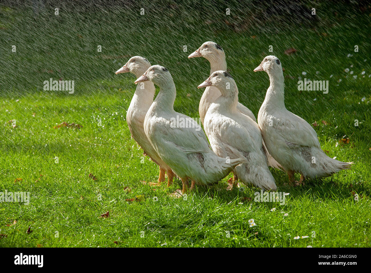 Five white ducks are enjoying a shower. Stock Photo