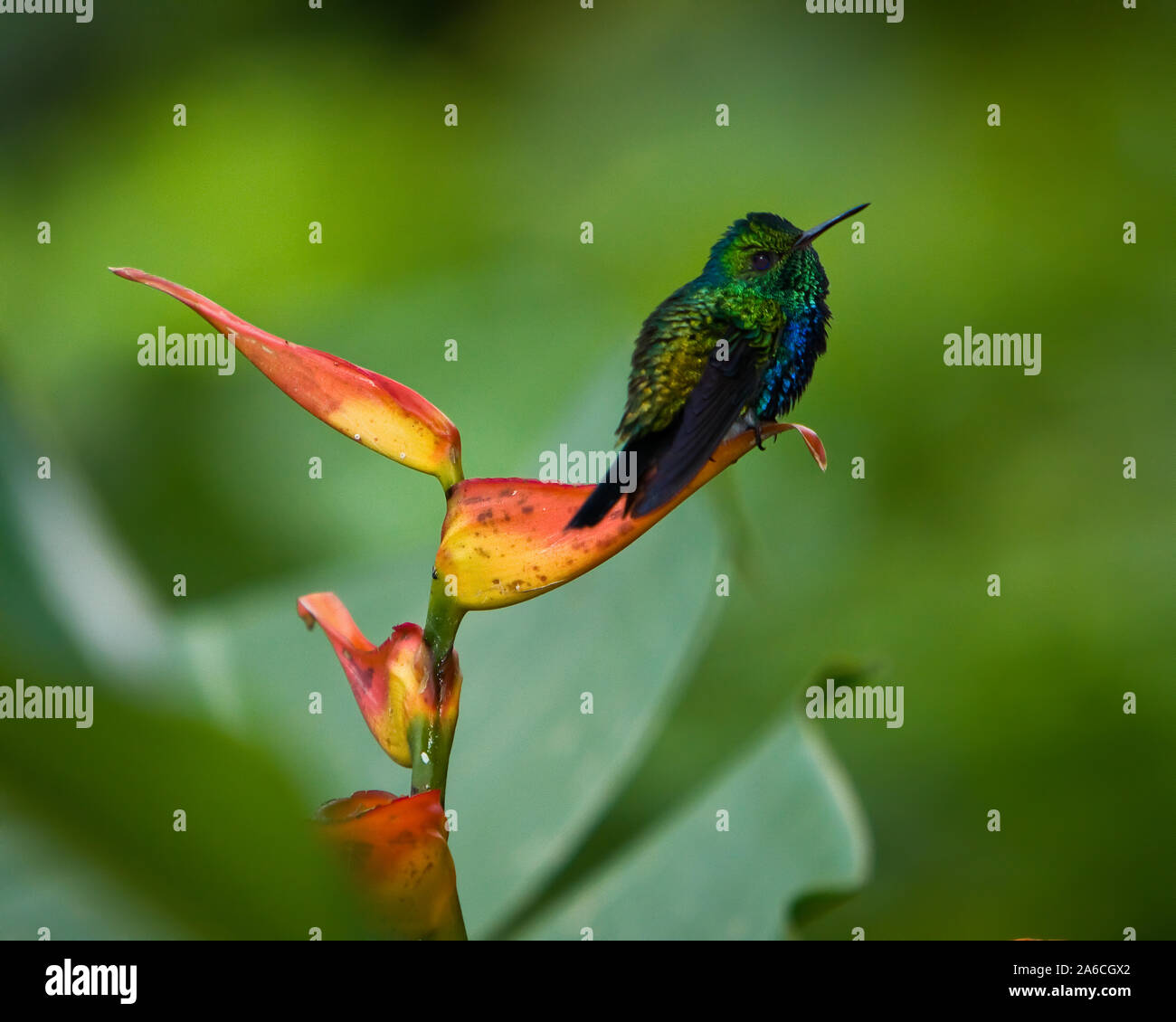 An iridescent male Violet-bellied Hummingbird, Juliamyia julie, at the Rainforest Discovery Center in Panama. Stock Photo